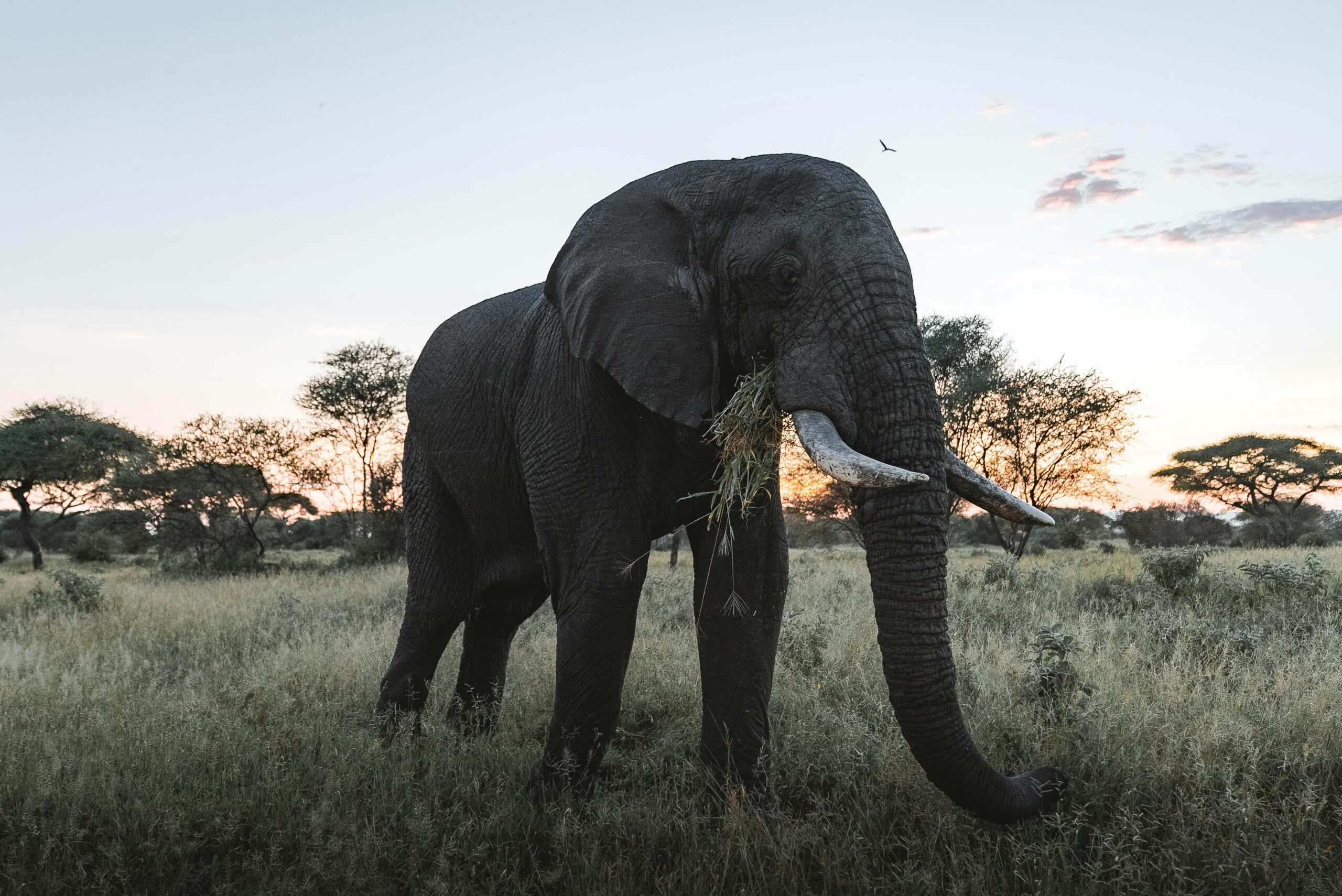 A solitary African elephant grazes in the serene savanna during a stunning sunset.